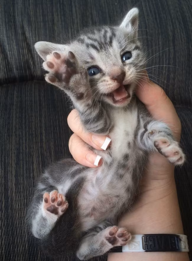 Lần đầu được chụp ảnh, mèo con phấn khích giơ tay chào.