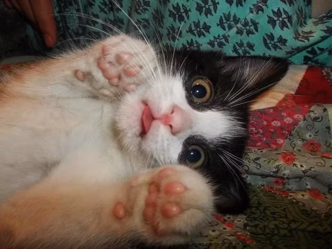 Vừa thức dậy đã bị chụp, mèo con ngượng ngập giơ cả hai tay chào.