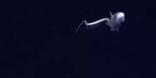 Sinh vật có phần đáng sợ này trông giống như một loài rắn biển nhỏ nhưng thực chất nó là một loại cá chuyên sống dưới đáy biển tăm tối.