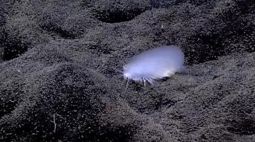 Con vật kỳ lạ có hình dáng như một nhúm bông này thực chất là một con sâu nhiều tơ. Nó có kích thước khoảng 20cm và ở độ sâu gần 4800m.