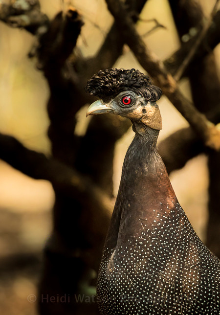 Chim gà phi, một họ chim thuộc bộ Gà,. Họ này được một số tác giả coi là một phân họ, danh pháp khoa học là Numidinae, họ Trĩ. Đây là loài chim bản địa của châu Phi, sở hữu bộ lông vũ tuyệt đẹp với những chấm sao màu trắng và "mái tóc" thời trang dựng ngược độc đáo.