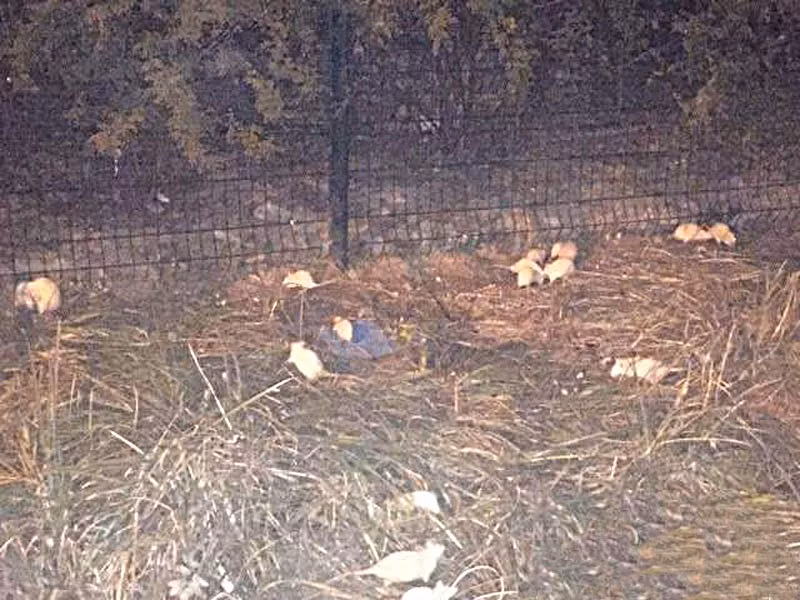 Theo thông tin ban đầu, những con chuột này không sinh sống trong công viên, nghi ngờ có người lén lút thả ra để gây náo loạn.