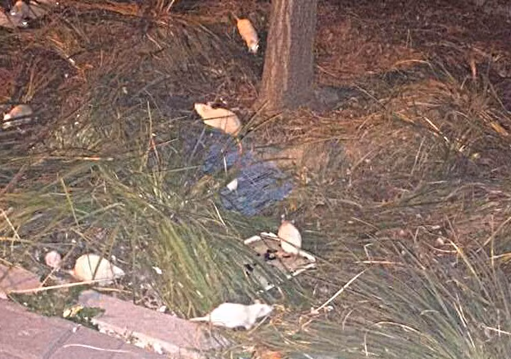 Chúng đều là chuột bạch trưởng thành, có con có kích thước khổng lồ, dài hơn 20cm.