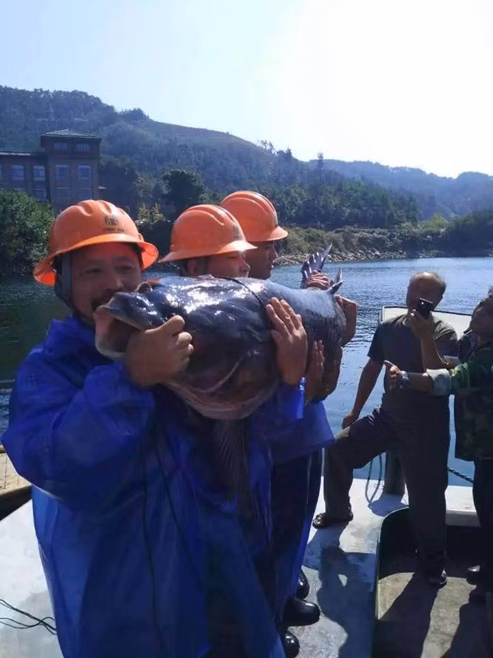 Khi mới bị bắt, con cá trắm đen khổng lồ này tỏ ra cực kỳ hung dữ, nó quẫy đạp và nhảy cao đến hai mét biểu lộ sự bất mãn của mình. Phải cần đến ba người đàn ông kinh nghiệm đầy mình mới có thể khuất phục và giữ yên con cá.