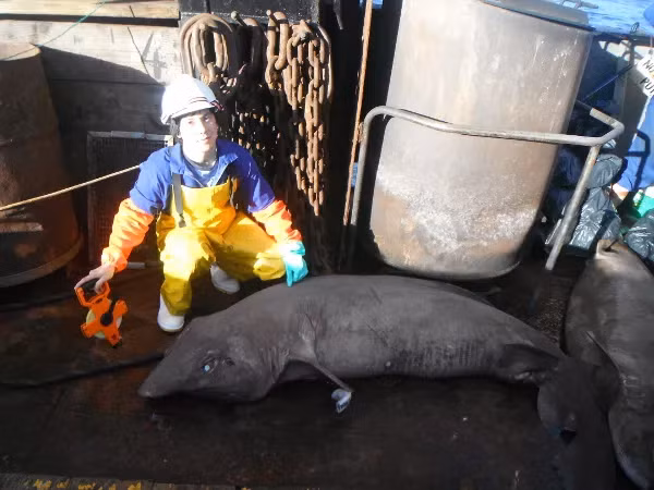 Trước đây, một nhà sinh vật học cũng từng bắt được một con cá mập mèo dài 1.8m và nặng 25kg vào năm 2000 cách bờ biển phía Tây Nam quần đảo Barra.