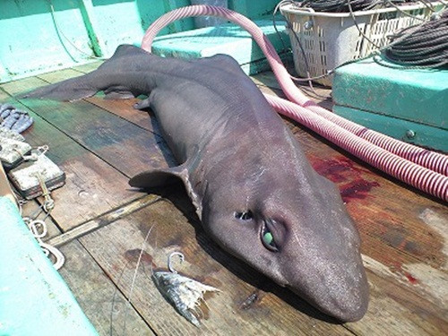 Mặc dù quý hiếm, cá mập mèo cũng được ghi nhận là có mặt trên khắp các vùng biển toàn thế giới, bao gồm cả ngoài khơi bờ biển Canada, Brazil, Bồ Đào Nha, Iceland, New Zealand, Hawaii và Nhật Bản.