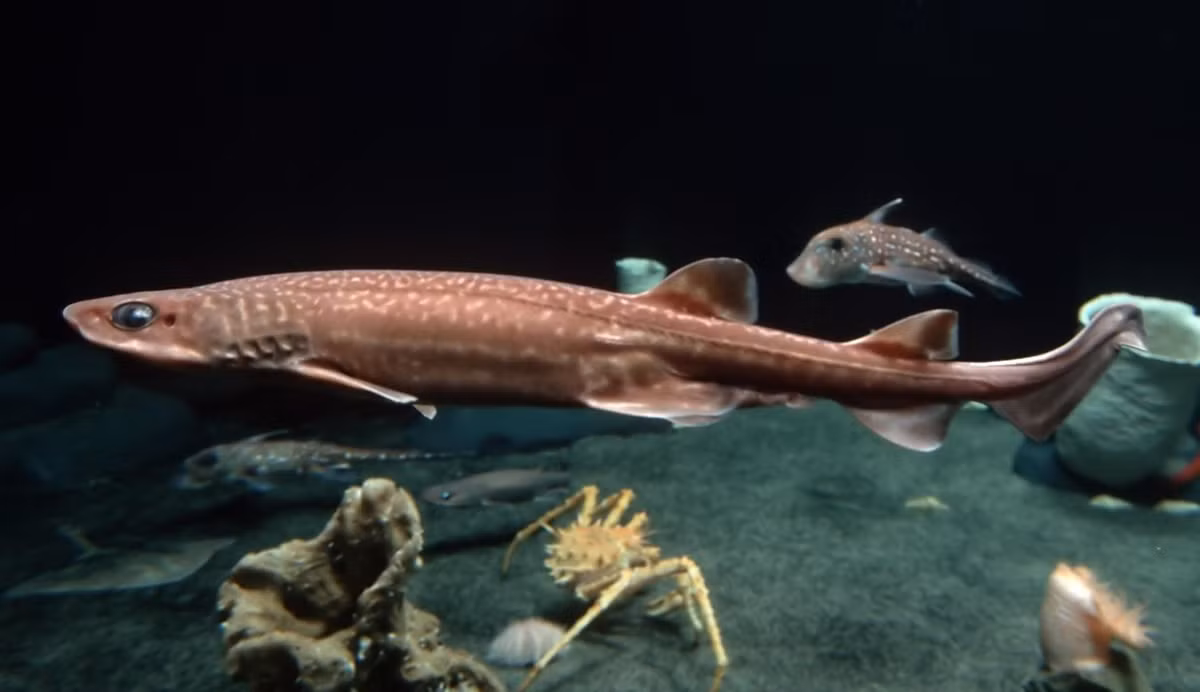 Chính vì sở hữu đôi mắt giống của loài mèo và cơ nhão, tạo cảm giác mềm mại mà loài động vật này được gọi là cá mập mèo. Tuy nhiên, nó không hề hiền lành như loài động vật dễ thương trên cạn.