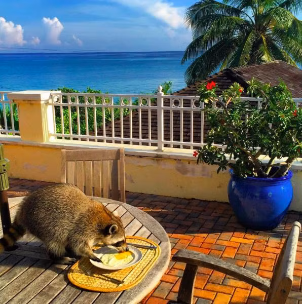 Hiện tại, Pumpkin sống với gia đình cô Laura Young và hai con chó cứu hộ. Cô gấu mèo nhỏ bé năm nào giờ sống một cuộc sống vô cùng hạnh phúc. Vượt qua nỗi đau mất mẹ, bị bỏ rơi, ngã suýt chết, Pumpkin sống một cuộc sống lạc quan, vui vẻ và bắt đầu cuộc phiêu lưu mới cùng với những người yêu thương mình.