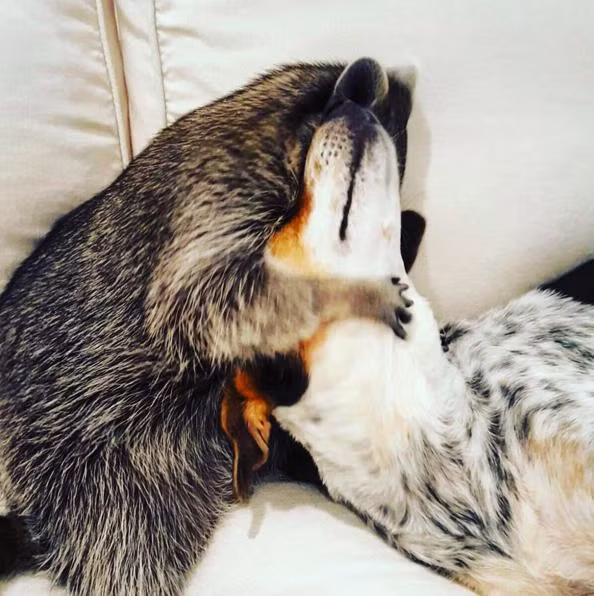 Tuy nhiên, ở Nassau, Bahamas, luật pháp quy định không cho phép nuôi gấu mèo hoang dã làm thú cưng. Để có thể mang đến cho Pumpkin cuộc sống tốt nhất, bà Rosie đã đưa cô gấu mèo nhỏ bé cho con gái của mình, cô Laura Young nuôi nấng.