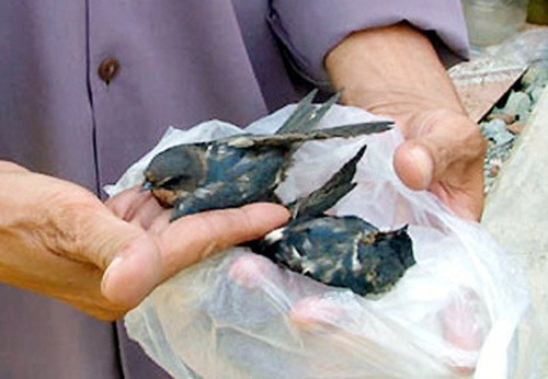 Ở Việt Nam cũng từng diễn ra hiện tượng hàng trăm con chim én đang đậu kín dây điện, đột nhiên lao xuống nước tự sát tập thể ở một ao rau muống thuộc Khu phố 2, P. Bình Hưng Hòa, Q. Bình Tân (TP.HCM).