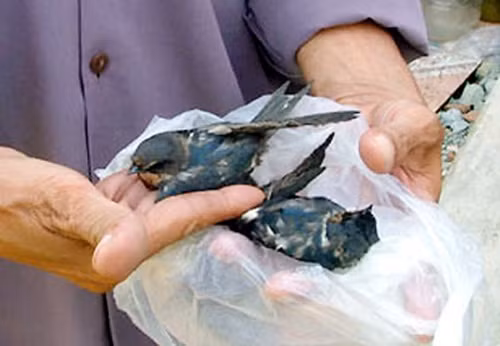 Ở Việt Nam cũng từng diễn ra hiện tượng hàng trăm con chim én đang đậu kín dây điện, đột nhiên lao xuống nước tự sát tập thể ở một ao rau muống thuộc Khu phố 2, P. Bình Hưng Hòa, Q. Bình Tân (TP.HCM).