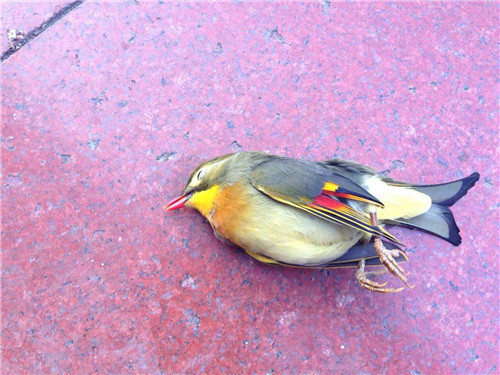 Sau khi thu thập, các nhân viên tiến hành đếm được có 20 con chim kim oanh chết bí ẩn. Từ những khám nghiệm ban đầu, nguyên nhân gây ra các chết của hàng chục con chim này là do đập đầu vào tường. Rất có thể chúng đã có hành vi tự tử tập thể.