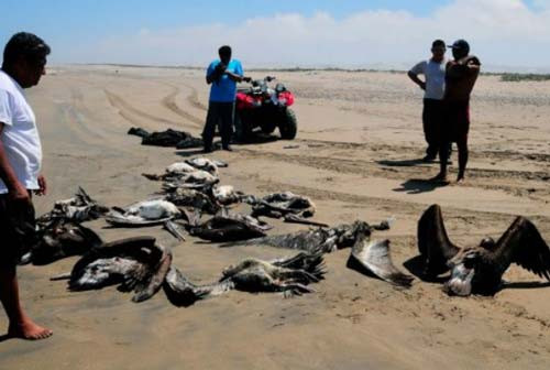 Trên thế giới cũng xuất hiện hiện tượng tương tự, vào năm 2009, chim bồ nông ở miền Tây vùng duyên hải Mỹ đột nhiên có những hành động rất lạ. Một số con đâm vào ô tô, con thì đâm vào thuyền buồm, những con khác mất phương hướng, đâm xuống đất và thiệt mạng. Sau vụ việc, người ta đếm được có hàng trăm con chim bồ nông chết hàng loạt mà không ai biết lý do tại sao.