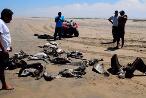 Trên thế giới cũng xuất hiện hiện tượng tương tự, vào năm 2009, chim bồ nông ở miền Tây vùng duyên hải Mỹ đột nhiên có những hành động rất lạ. Một số con đâm vào ô tô, con thì đâm vào thuyền buồm, những con khác mất phương hướng, đâm xuống đất và thiệt mạng. Sau vụ việc, người ta đếm được có hàng trăm con chim bồ nông chết hàng loạt mà không ai biết lý do tại sao.