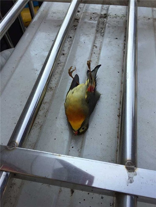 Tuy vậy, để làm rõ nguyên nhân cụ thể dẫn đến hành vi tiêu cực của chim kim oanh mỏ đỏ, nhà chức trách đã yêu cầu các chuyên gia bảo tồn động vật hoang dã của tỉnh cẩn thận lấy mẫu để tiến hành phân tích.