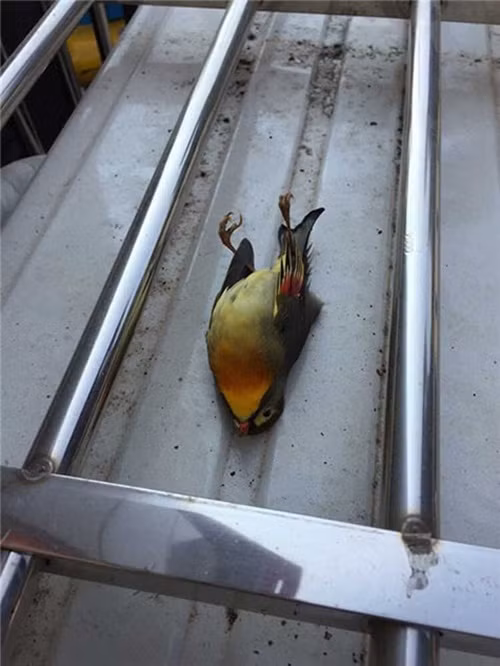 Tuy vậy, để làm rõ nguyên nhân cụ thể dẫn đến hành vi tiêu cực của chim kim oanh mỏ đỏ, nhà chức trách đã yêu cầu các chuyên gia bảo tồn động vật hoang dã của tỉnh cẩn thận lấy mẫu để tiến hành phân tích.