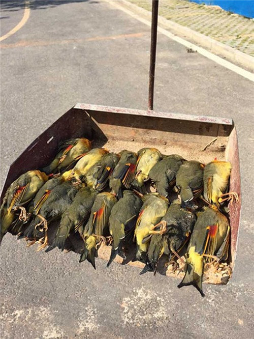 Sáng ngày 23/10, tại Đường Ngân, Hàm Ninh, Hồ Bắc, Trung Quốc, người dân vô cùng sửng sốt khi phát hiện xác của hàng chục con chim kim oanh mỏ đỏ nhỏ bé, xinh đẹp nằm la liệt trên mặt đất. Không có dấu hiệu bị bắn hay ngộ độc.