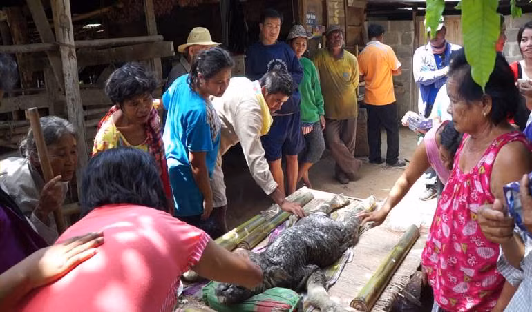 Nhưng chính xác làm thế nào sinh vật hình thành và phát triển một chiếc mõm thuôn dài giống như của một con cá sấu vẫn còn là một bí ẩn.