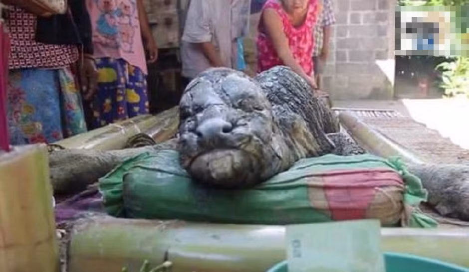 Được biết, lứa trước của con trâu mẹ sinh ra quái vật nửa trâu nửa cá sấu này hoàn toàn bình thường, khỏe mạnh.