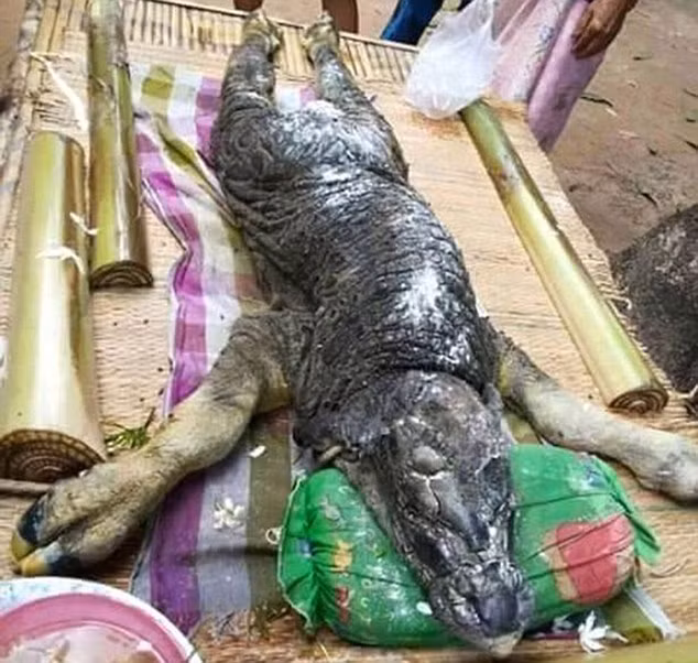 Nó được một con trâu sinh ra nhưng lại chỉ có hình dạng phần đầu, chân và đuôi hao hao giống một con nghé, còn lại toàn thân phủ một lớp vảy như của cá sấu, thậm chí mõm của nó cũng thuôn dài và khá dẹt.