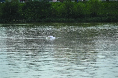 Đồng thời cũng nghiêm cấm các hành vi săn bắt hay cố ý tiếp cận con cá heo trắng này.