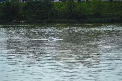 Đồng thời cũng nghiêm cấm các hành vi săn bắt hay cố ý tiếp cận con cá heo trắng này.