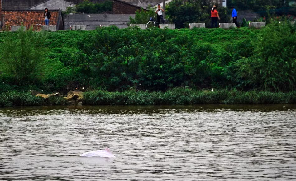 Con cá heo quý hiếm này có màu trắng hồng, kích thước cơ thể khoảng 2m, ước tính 20 tuổi mặc dù được phỏng đoán đi lạc vào cửa sông bởi ảnh hưởng của cơn bão vừa qua nhưng trên người không có chấn thương.