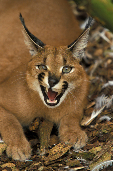 Môi trường sống chính của loài mèo caracal này là thảo nguyên khô và bán sa mạc, nhưng chúng cũng sống ở rừng, thảo nguyên và rừng cây bụi. Chúng thích ở gần nơi có các bụi cây và đá, nơi chúng có thể rình bắt con mồi.