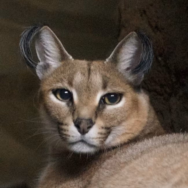 Một cô mèo caracal với bộ lông tai điệu đà rủ xuống.