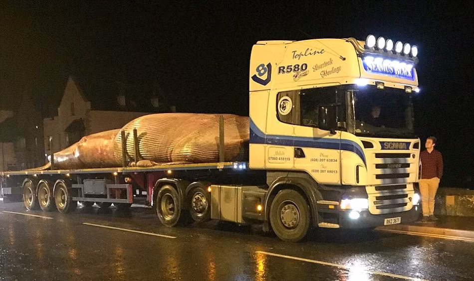 Con cá voi xấu số này nặng hơn 20 tấn, dài 13,1m. Để di chuyển nó, người ta đã phải dùng đến sự hỗ trợ của ba chiếc máy xúc và một chiếc xe kéo hạng nặng.