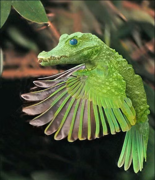 Cá sấu lai vẹt xanh mang một vẻ đẹp nửa thiên thần nửa ác quỷ.