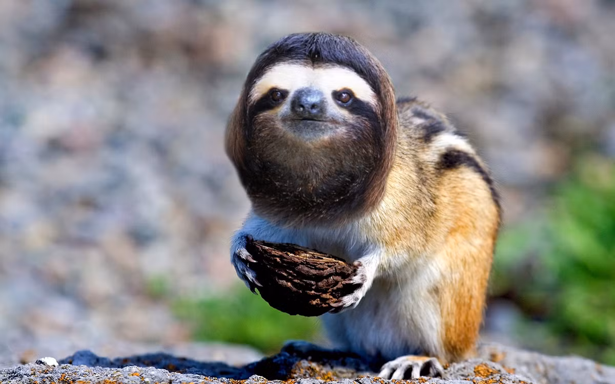 Lười lai sóc, có lẽ sự giao thoa này sẽ là một cân bằng chuẩn giữa sự làm biếng của con lười và sự tinh nghịch nhanh nhẹn của con sóc.