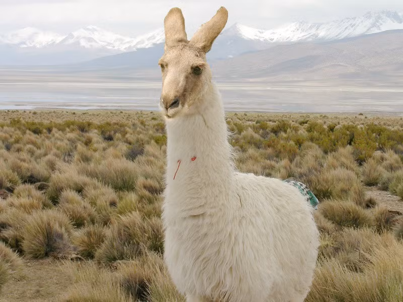 Kangaroo lai với lạc đà sẽ được một con quái vật lai vừa biết bật nhảy cực nhanh vừa có khả năng chịu khát, đèo thồ hàng hóa chuyên nghiệp.