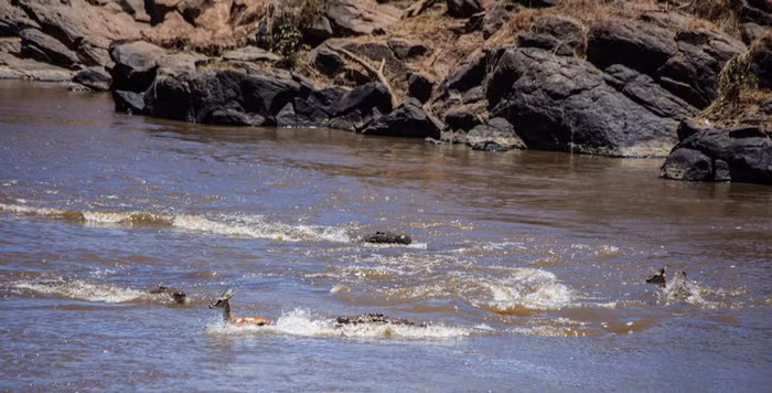 Tuy nhiên việc xuống nước là một bất lợi lớn. Rất nhanh, những con cá sấu khổng lồ đã áp sát linh dương, cắt chết và xẻ thịt.