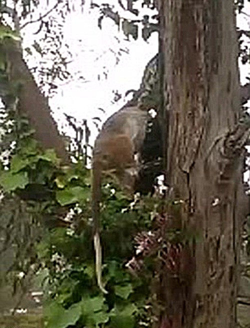 Khi bắt được con thú có túi possum, con trăn kim cương lập tức dùng thân quấn chặt, xiết nát xương con mồi, nghiền vụn những phần cứng và cuối cùng ăn tươi nuốt sống con mồi tội nghiệp ngay trên cây.