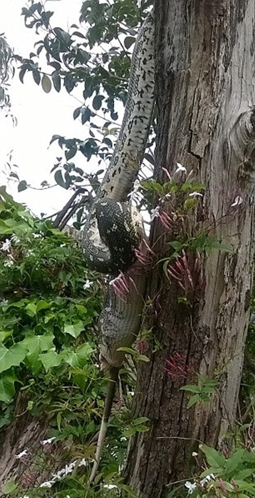 Cận cảnh con trăn giây phút nó nuốt trọn con mồi khi treo mình trên cây.