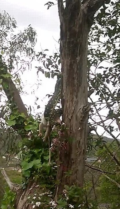 Sự dẻo dai và khả năng săn bắt, tiêu hóa con mồi của con trăn kim cương đen này khiến nhiều người bội phục.