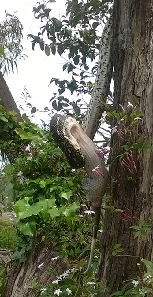 Một người đàn ông cũng được chứng kiến cảnh tượng này cho biết những màn nuốt mồi rợn người như thế này có thể diễn ra thường xuyên quanh khu vực mà họ không hề hay biết.