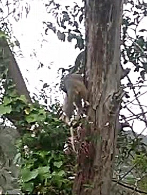 Cô Pauline Gulleford, một cư dân tại Northern Beaches, Sydney, Australia vô cùng hốt hoảng khi tình cờ bắt gặp cảnh tượng rùng rợn. Tuy vậy, cô vẫn giữ được bình tĩnh và ghi lại khoảnh khắc hiếm có này.