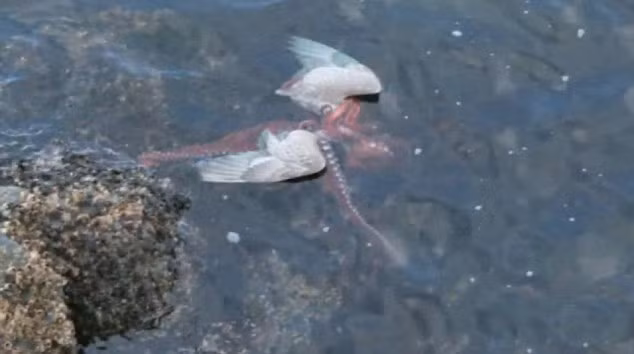 Trận chiến tay đôi diễn ra rất khốc liệt nhưng khi bị sặc nước, con mòng biển hung hãn cũng kết thúc cuộc đời của một kẻ săn mồi.