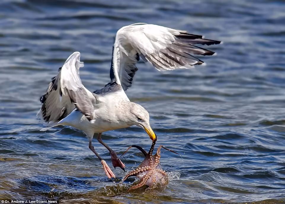 Khi đang đi bộ tại Bolsa Chica Reserve, vùng đất ngập nước ở Huntington Beach, California, Tiến sĩ Andrew Lee quan sát thấy một con chim mòng biển lượn vòng liên tục, ánh mắt chăm chú nhìn xuống mặt nước. Trực giác nói với ông rằng rất có thể sẽ có gì đó thú vị xảy ra và đúng như ông mong đợi, một màn kịch chiến giữa một con mòng biển và con bạch tuộc đã diễn ra.