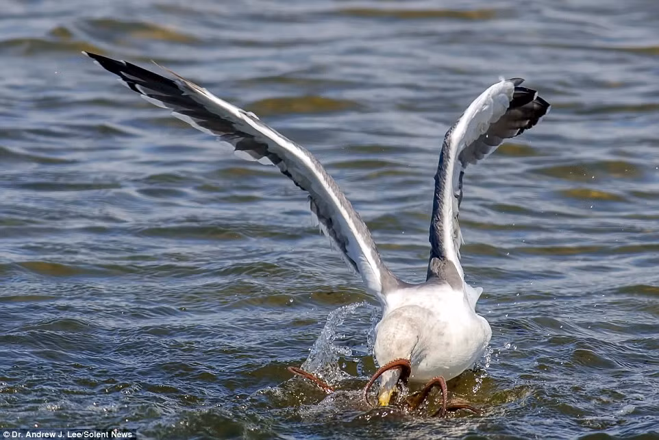 Bất ngờ trước hành động phản kháng dữ dội của bạch tuộc, con mòng biển bị tám xúc tu của bạch tuộc cuốn chặt, lôi xuống, chúi mỏ vào nước một lần nữa.