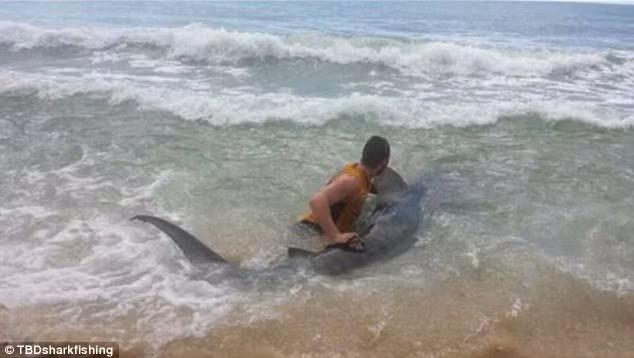 Max đang thể hiện kỹ thuật bắt cá mập bằng tay không của mình.