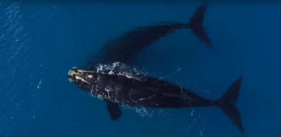 Lúc lại trồi đầu lên như thể hiện sự tò mò của chúng đối với con người nhỏ bé trước mặt.