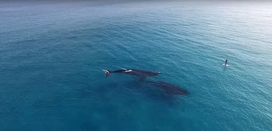 Hình ảnh được chụp bởi Jaimen Hudson, một cư dân của thị trấn Esperance, phía Tây Australia. Khi nghe nói rằng cá voi khổng lồ xuất hiện ở vùng biển gần đó, Jaimen đã vội vàng tới. Không phụ công mong chờ của Jaimen, có những hai con cá voi xuất hiện và anh đã ghi lại được những khoảnh khắc tuyệt vời.