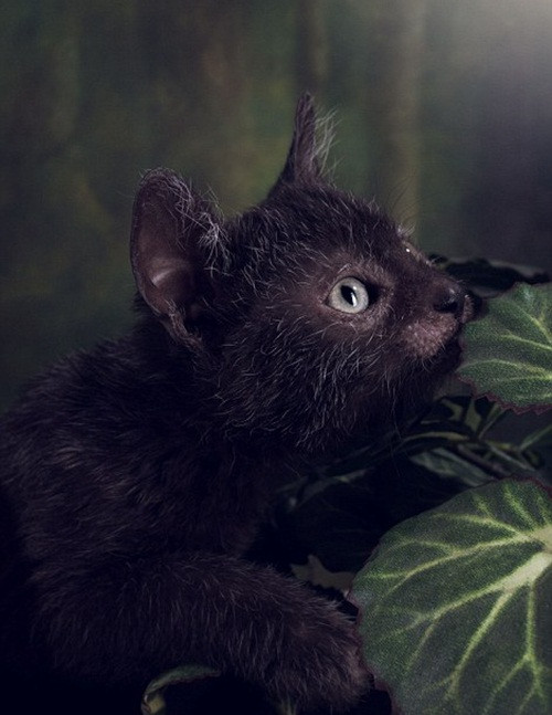 Không giống như những con mèo bình thường khác, sự đột biến gen đã khiến mèo Lykoi có bộ lông thưa màu xám đen, các khu vực quanh mũi, mắt, tai và mõm đều không có lông.