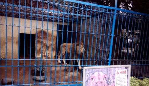 Một con sư tử ốm yếu khác thuộc một vườn thú ở Trung Quốc đang giương ánh mắt ảm đạm nhìn xa xăm, nhớ lại ngày tháng tung hoành nơi đồng cỏ.