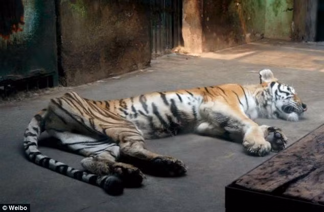 Nếu ở rừng sâu, có lẽ con hổ này đã là một chúa sơn lâm uy danh lừng lẫy nhưng bước vào sở thú, ngày ngày để dòng người tấp nập ngắm nghía, chụp ảnh, con hổ này đã mệt mỏi, kiệt sức.