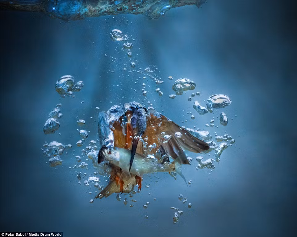 Thậm chí khi con mồi có kích thước bằng nửa trọng lượng cơ thể của mình, chim bói cá vẫn ngậm chặt, không một phút từ bỏ con mồi tươi sống.