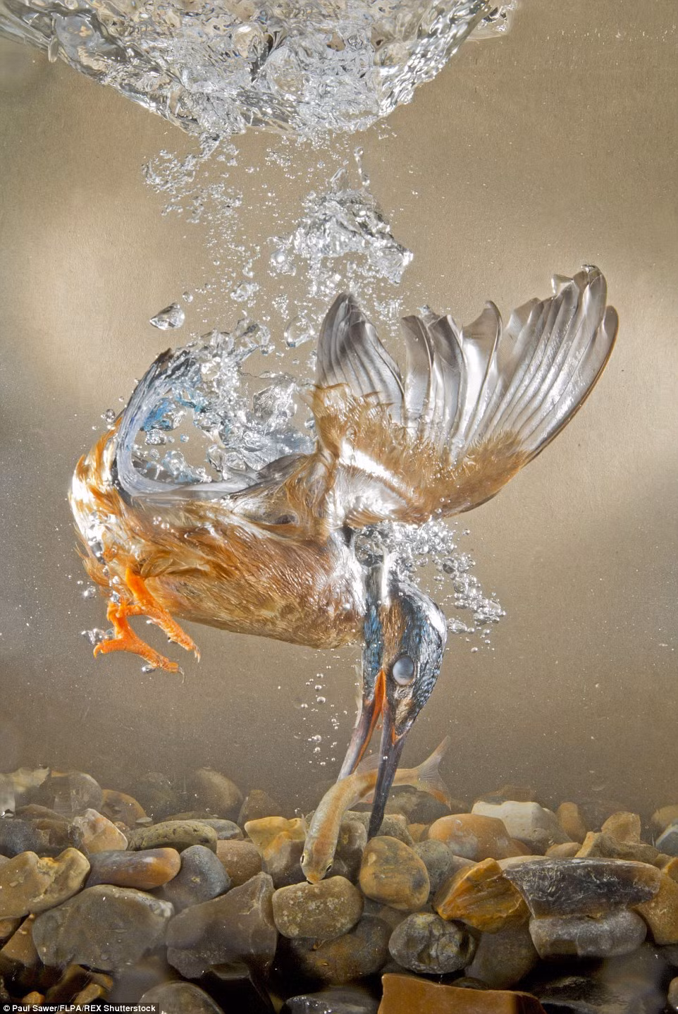 Rất hiếm khi chim bói cá để trượt con mồi mà mình đã ngắm trúng. Nó sẵn sàng bỏ ra hàng giờ đồng hồ để quan sát những con cá đang lượn lờ dưới làn nước trong và chảy chậm. Khi chấm được con mồi, nó sẽ thực hiện bài bản những kỹ năng săn mồi mình có để làm no bụng.